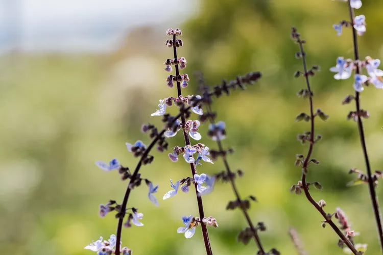 Plectranthus ‘Pygmy’ (Compact Spur Flower)