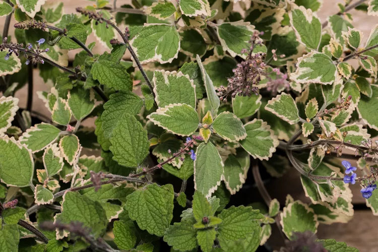Plectranthus ‘Pygmy’ (Compact Spur Flower)