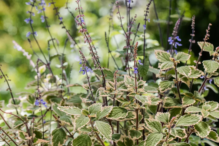 Plectranthus ‘Pygmy’ (Compact Spur Flower)
