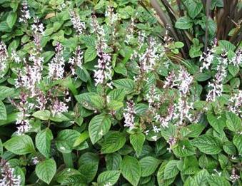 Plectranthus ciliatus – Speckled Spur-flower