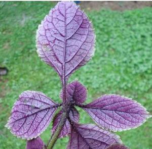 Plectranthus ciliatus – Speckled Spur-flower