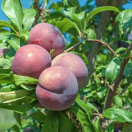 DWARF Prunus Salicina ‘Mariposa’ (Mariposa Plum)