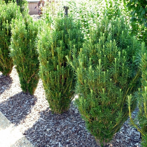 Cephalotaxus harringtonia 'Fastigiata' (Upright Plum Yew)