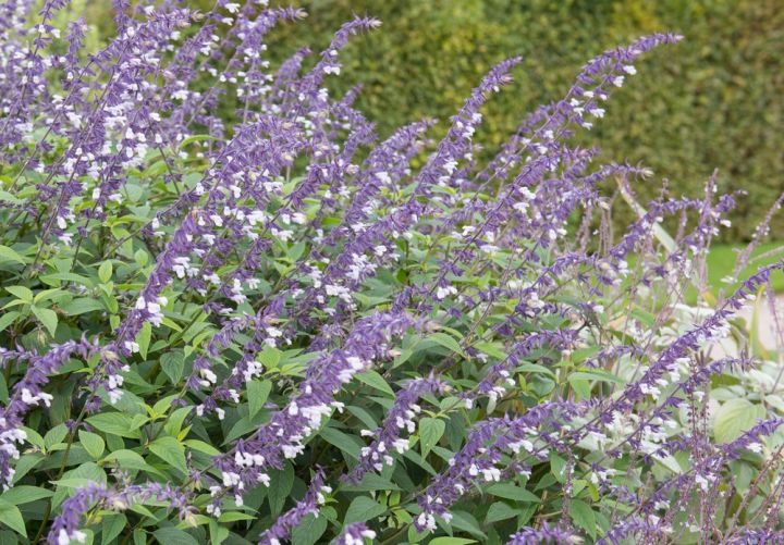 Plectranthus Argentea (Silver Spurflower)