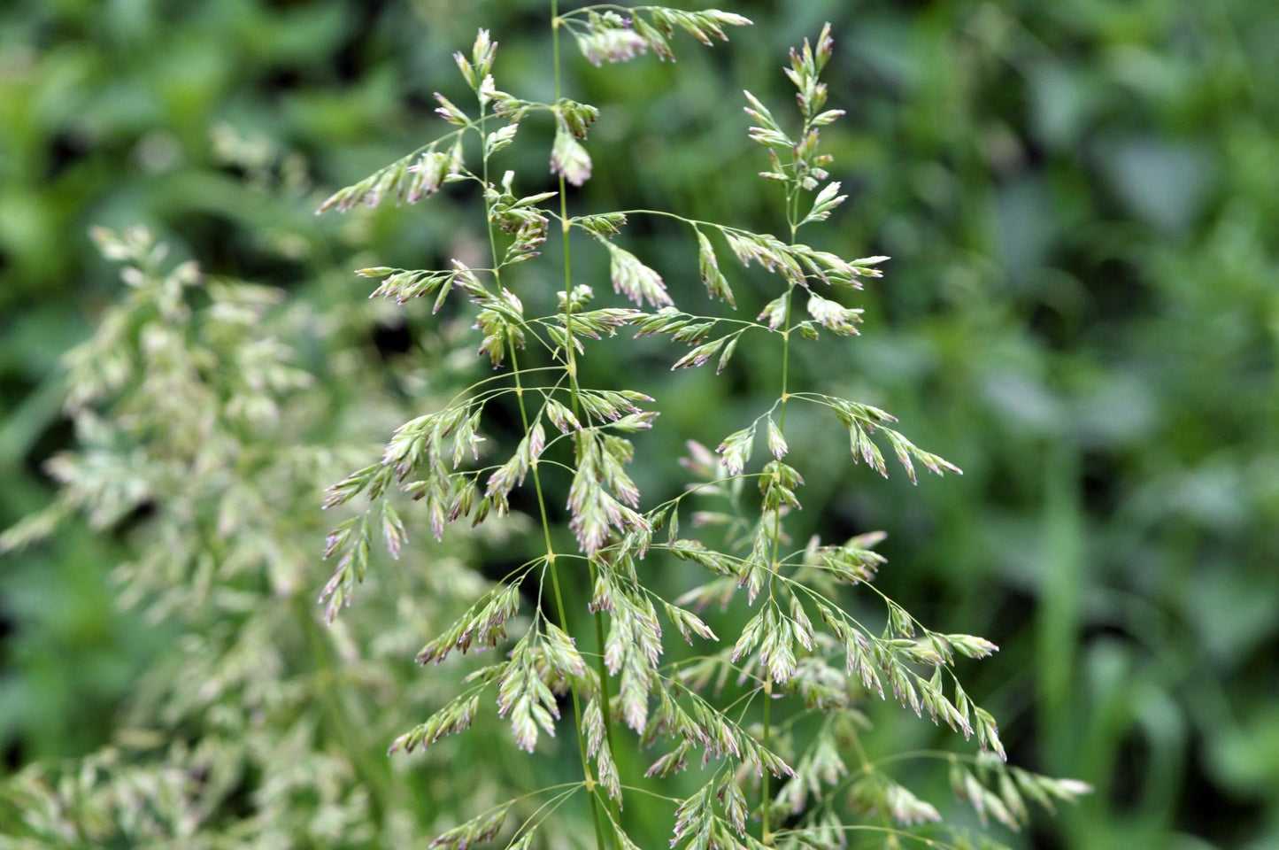 Poa Labillardierei (Common Tussock Grass)