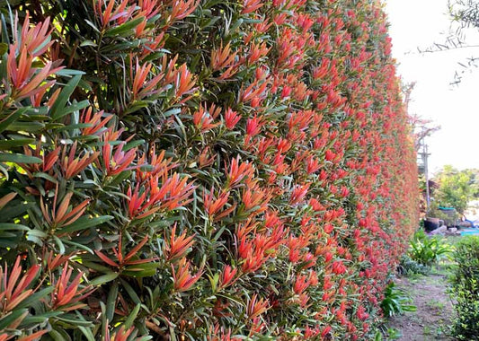 Podocarpus macrophyllus 'Standards' (Standard Buddhist Pine)