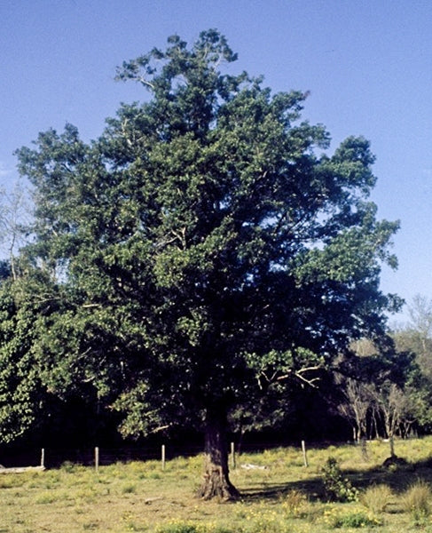 Podocarpus Elatus (Plum Pine)