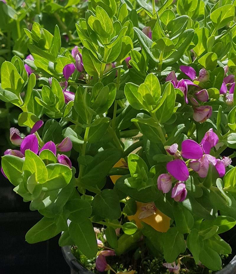 Polygala × Dalmaisiana ‘Little Polly’ (Little Polly Sweet Pea Shrub)