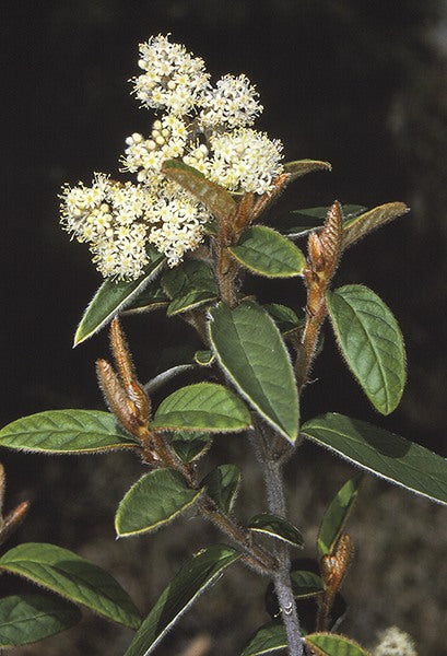 Pomaderris ferruginea (Rusty Pomaderris)