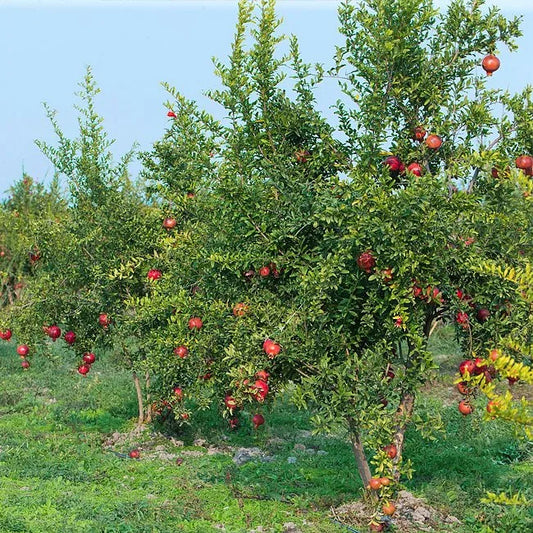 Punica granatum (Pomegranate – Gulosha Azerbaijani)