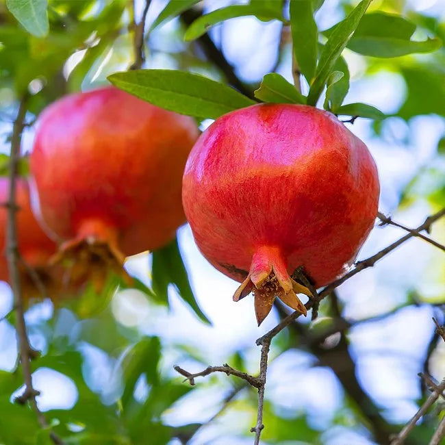 Punica granatum (Pomegranate – Gulosha Azerbaijani)
