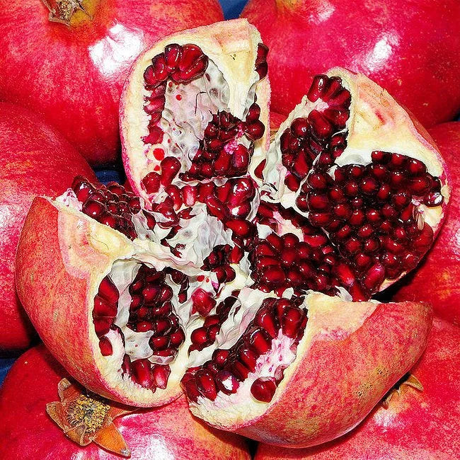 Punica granatum (Pomegranate – Gulosha Azerbaijani)