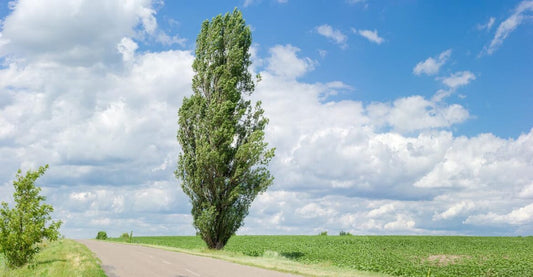 Populus Deltoides ‘Crow’s Nest’ (Crow’s Nest Poplar)
