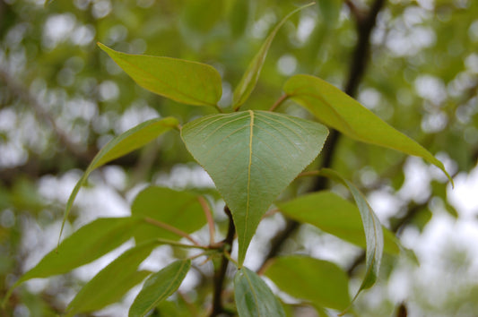 Populus Yunnanensis (Pleached Chinese Poplar)