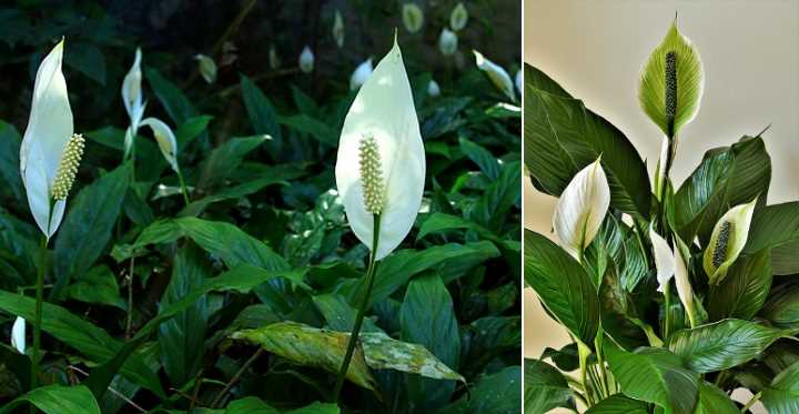 Spathiphyllum ‘Merry’ – Mini Peace Lily