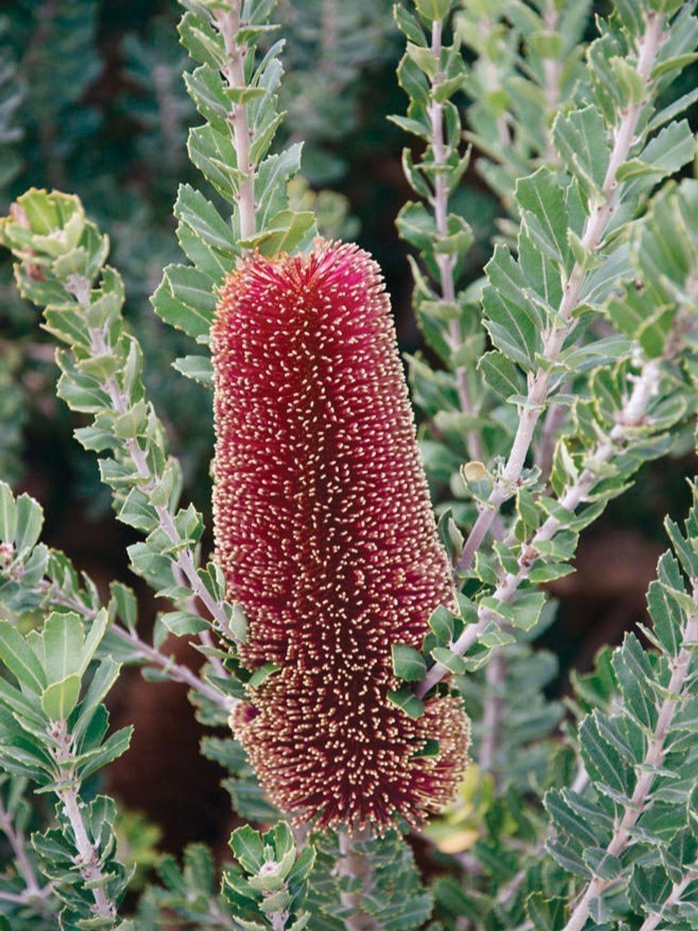Banksia Praemorsa ‘Red Form’ (Red Cut-Leaf Banksia)