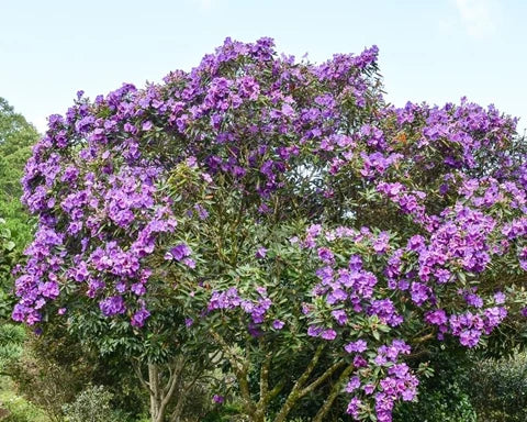 Tibouchina Granulosa Jules (Purple Glory Bush)