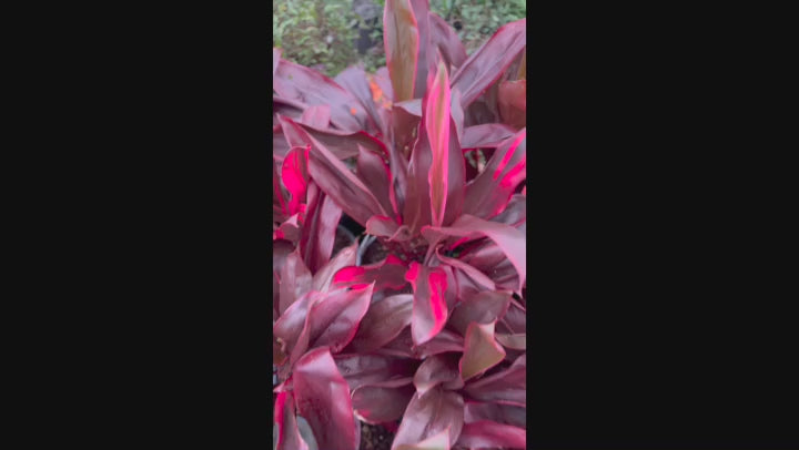 Video showing Cordyline Fruticosa Rubra (Cordyline) plants in pots ready for sale, featuring vivid foliage.