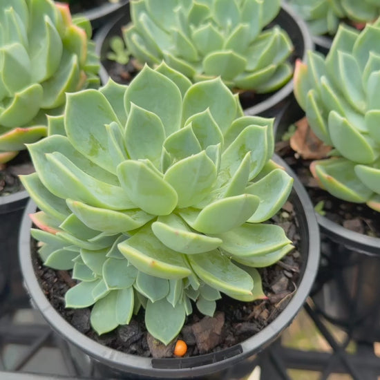 "Video of Echeveria Secunda (Blue Echeveria) in trays, featuring blue-green rosettes with pink-edged leaves, ready for sale."