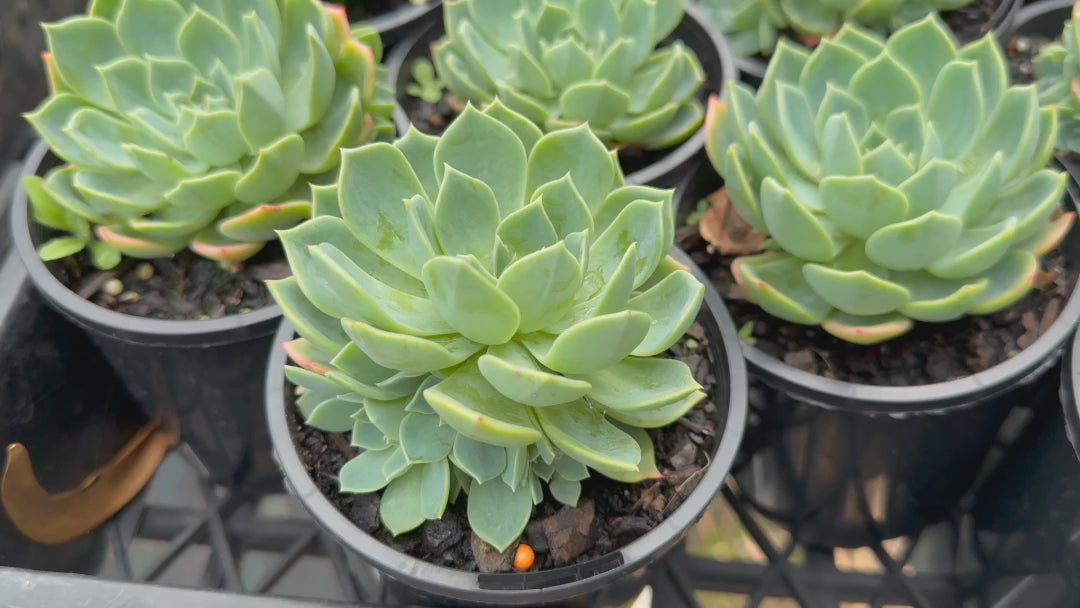 "Video of Echeveria Secunda (Blue Echeveria) in trays, featuring blue-green rosettes with pink-edged leaves, ready for sale."