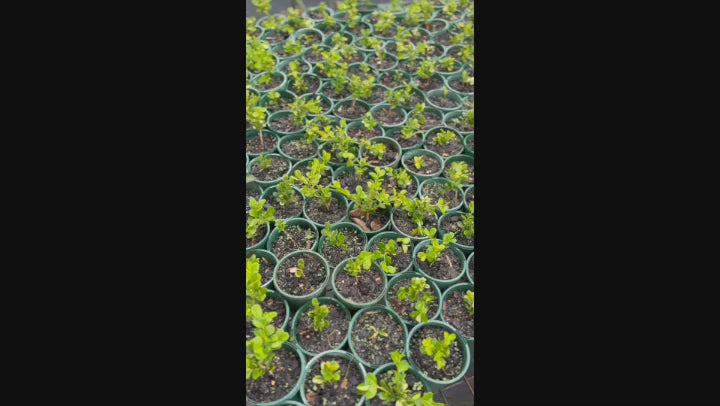 Movie of Buxus Microphylla Japonica plants, capturing their lush green foliage and compact, versatile form in a garden setting.