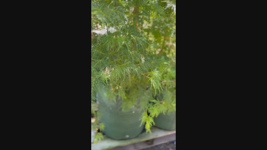 Video showing the graceful weeping branches of Acer Palmatum Dissectum 'Inaba Shidare', with finely cut leaves cascading gently.