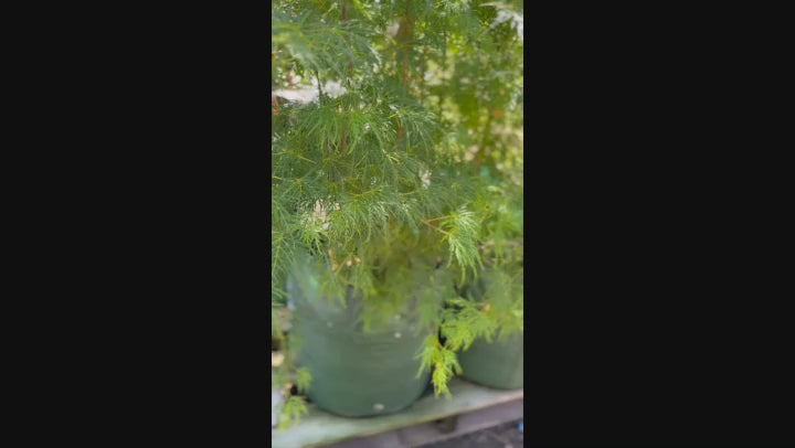 Video showing the graceful weeping branches of Acer Palmatum Dissectum 'Inaba Shidare', with finely cut leaves cascading gently.