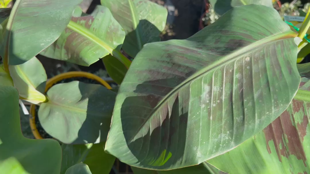 Musa Acuminata 'Williams Cavendish' (Cavendish Banana)