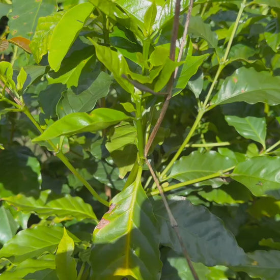 Video showcasing Coffea Arabica (Arabian Coffee) plants for sale, highlighting their healthy foliage and attractive form.