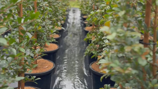 Stock of Syzygium Resilience (Lilly Pilly) at Nursery Warehouse, showcasing healthy, dense foliage for hedging.