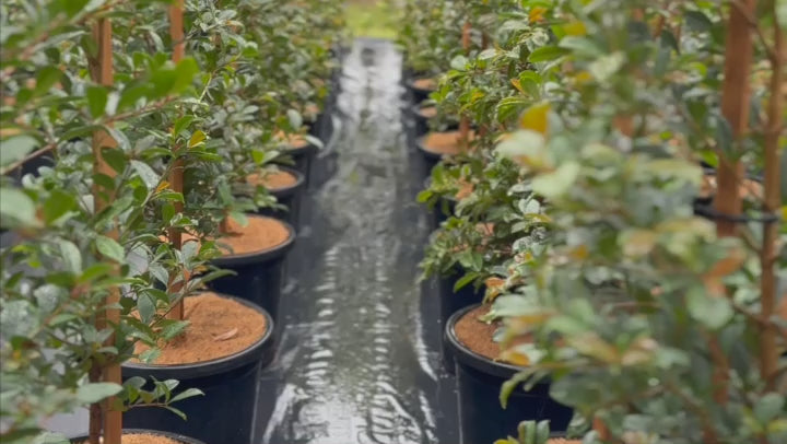 Stock of Syzygium Resilience (Lilly Pilly) at Nursery Warehouse, showcasing healthy, dense foliage for hedging.