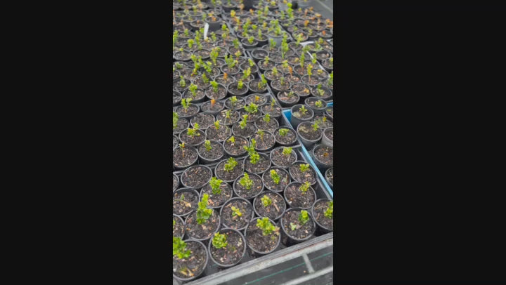 Video showing trays of Japanese Boxwood plants, ideal for hedging, with dense foliage and ready for sale.