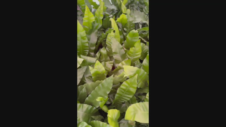 Video showing the Bird's Nest Fern with broad, green fronds, capturing its upright rosette form in a lush, shaded environment.
