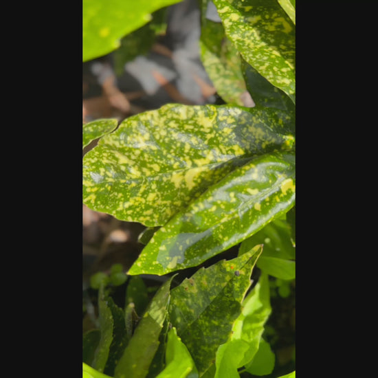 Video of Aucuba Japonica 'Gold Dust' plants in 140mm pots for sale, showcasing their vibrant, golden-speckled foliage.