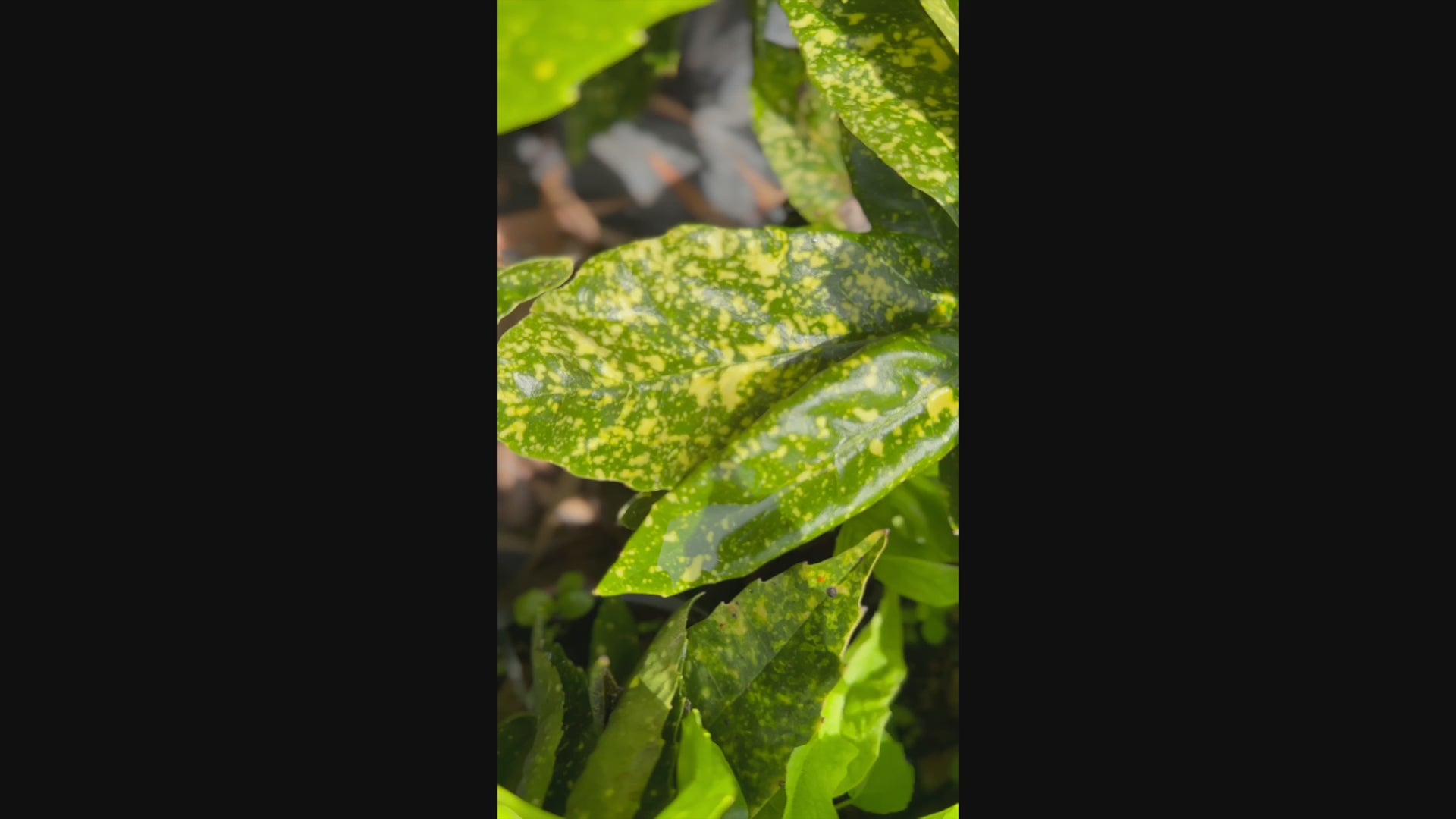 Video of Aucuba Japonica 'Gold Dust' plants in 140mm pots for sale, showcasing their vibrant, golden-speckled foliage.