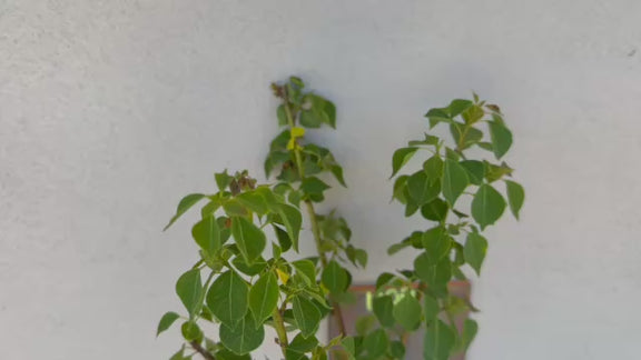 Chinese Tallow Tree – Vibrant Foliage & Fast-Growing Shade | Nursery ...