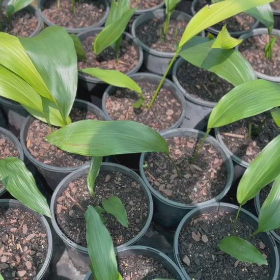 Video capturing the resilience of Aspidistra Elatior with its deep green leaves, thriving in a shaded outdoor area.