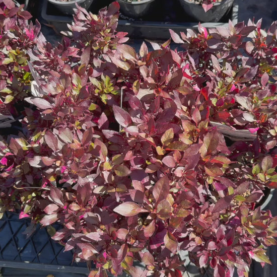 Video showing Alternanthera Dentata 'Little Ruby' flourishing in a garden bed, highlighting its vibrant red foliage and compact growth.