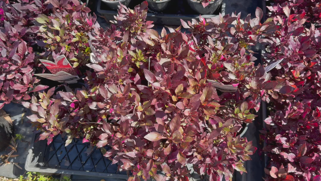 Video showing Alternanthera Dentata 'Little Ruby' flourishing in a garden bed, highlighting its vibrant red foliage and compact growth.