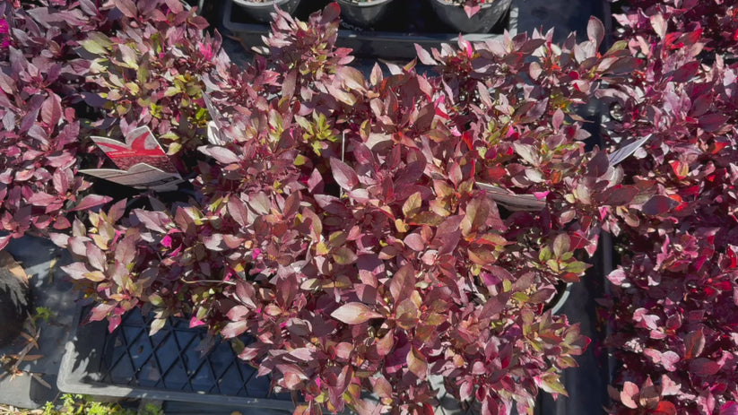 Little Ruby – Compact Ground Cover with Vibrant Burgundy Foliage ...