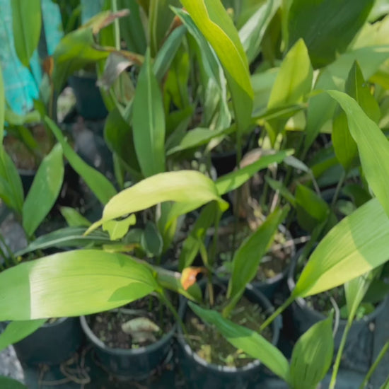 Video showing the Cast Iron Plant with its lush, upright green leaves, perfect for low-light indoor settings.