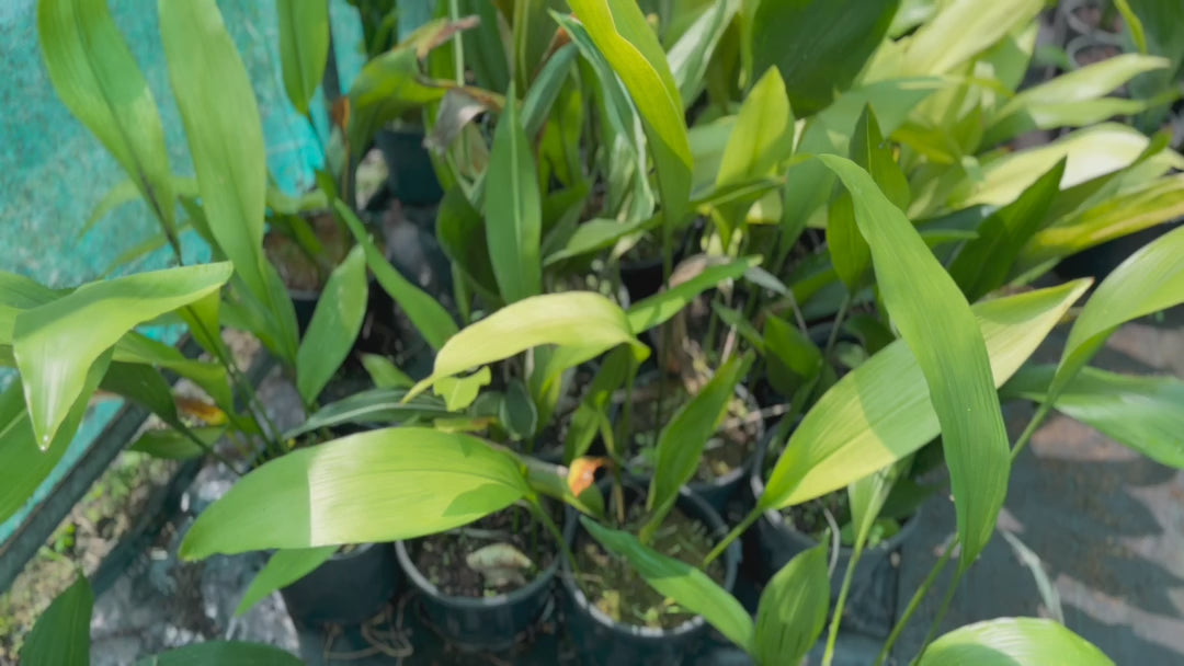 Video showing the Cast Iron Plant with its lush, upright green leaves, perfect for low-light indoor settings.