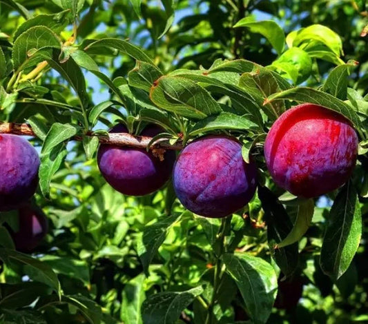 Prunus Domestica 'Prime Time' (Plum Prime Time)