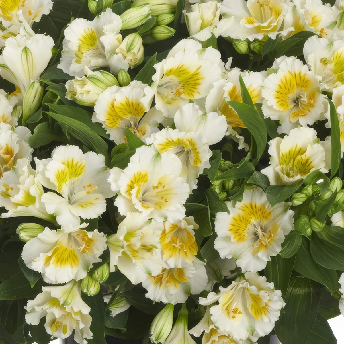 Alstroemeria ‘Princess Yentl’ (Peruvian Lily)