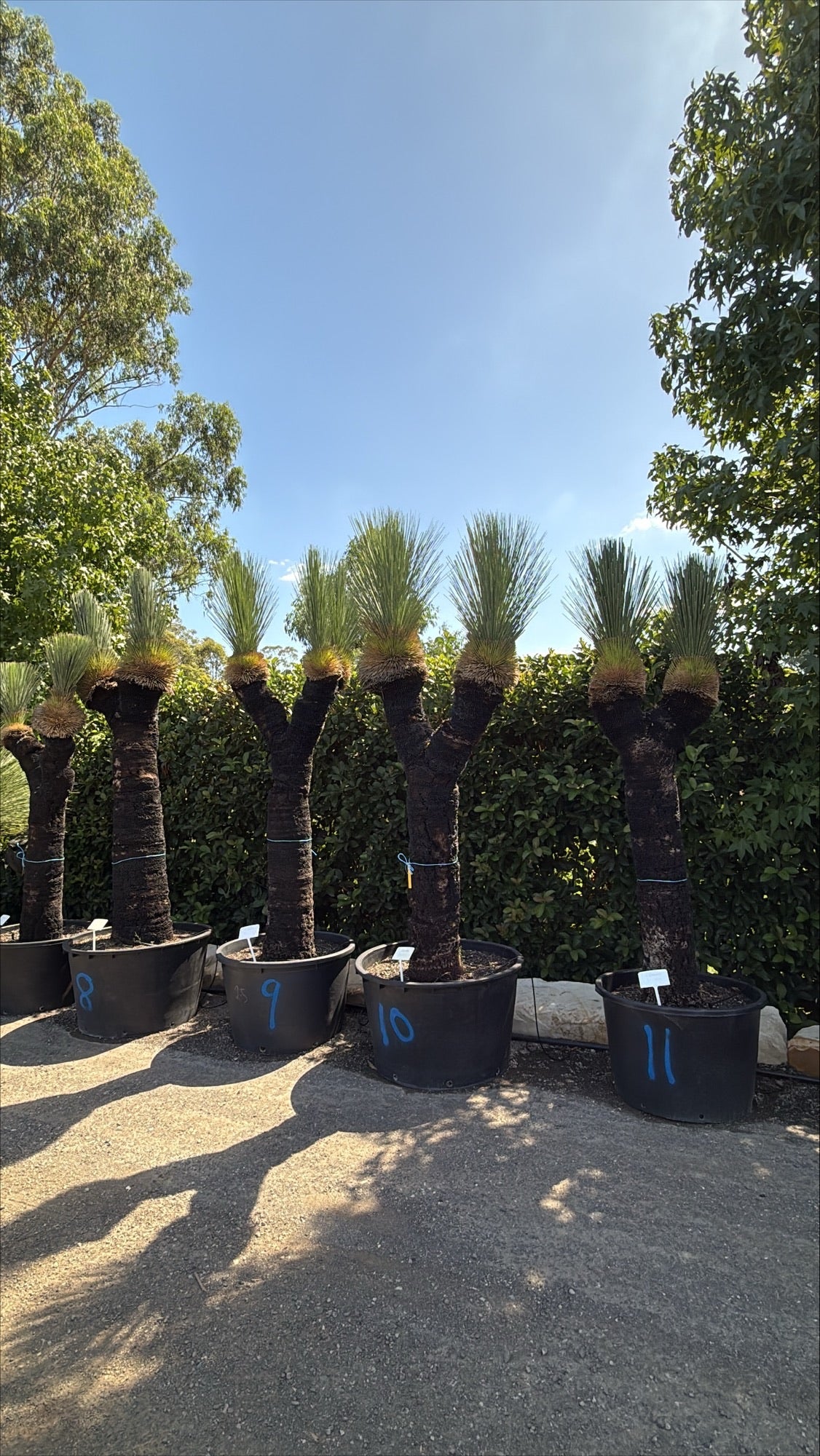 Xanthorrhoea glauca (Blue Grass Tree)