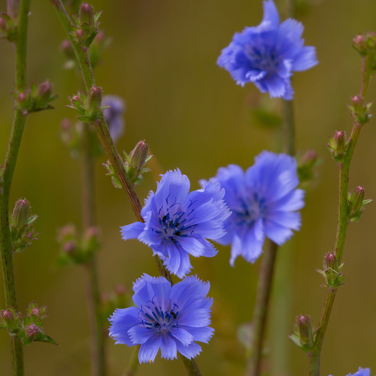 Chicory (Cichorium intybus)