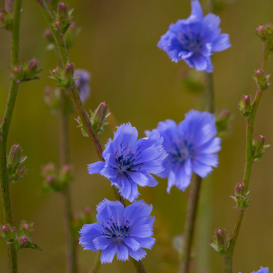 Chicory (Cichorium intybus)