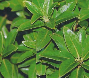 Pittosporum tenuifolium ‘Green Glow’ – Evergreen Hedge