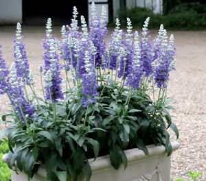 Salvia ‘Samira BiColour Blue’