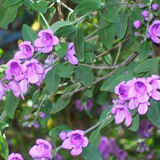 Prostanthera ovalifolia – Mint Bush